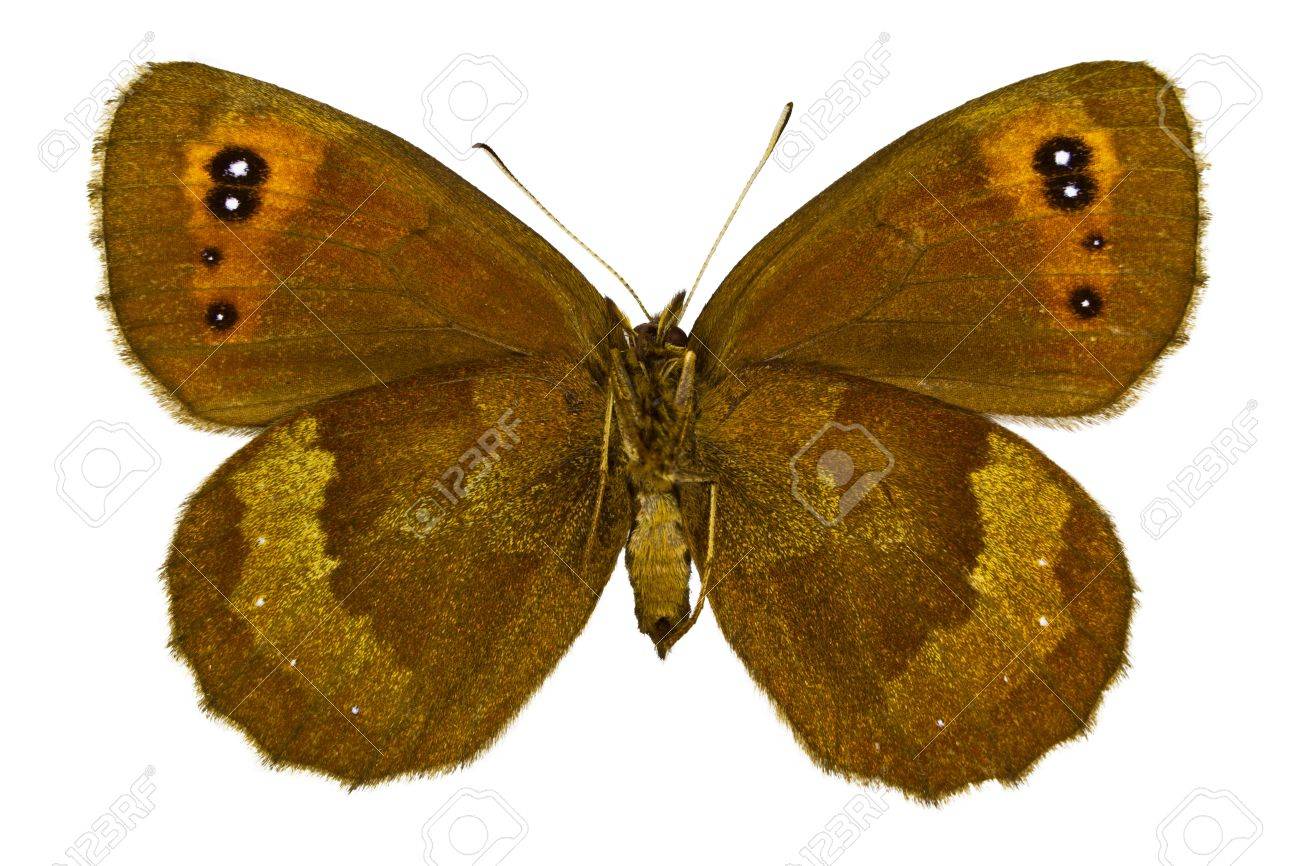 Ventral Of Erebia Aethiops Scotch Argus Butterfly Isolated