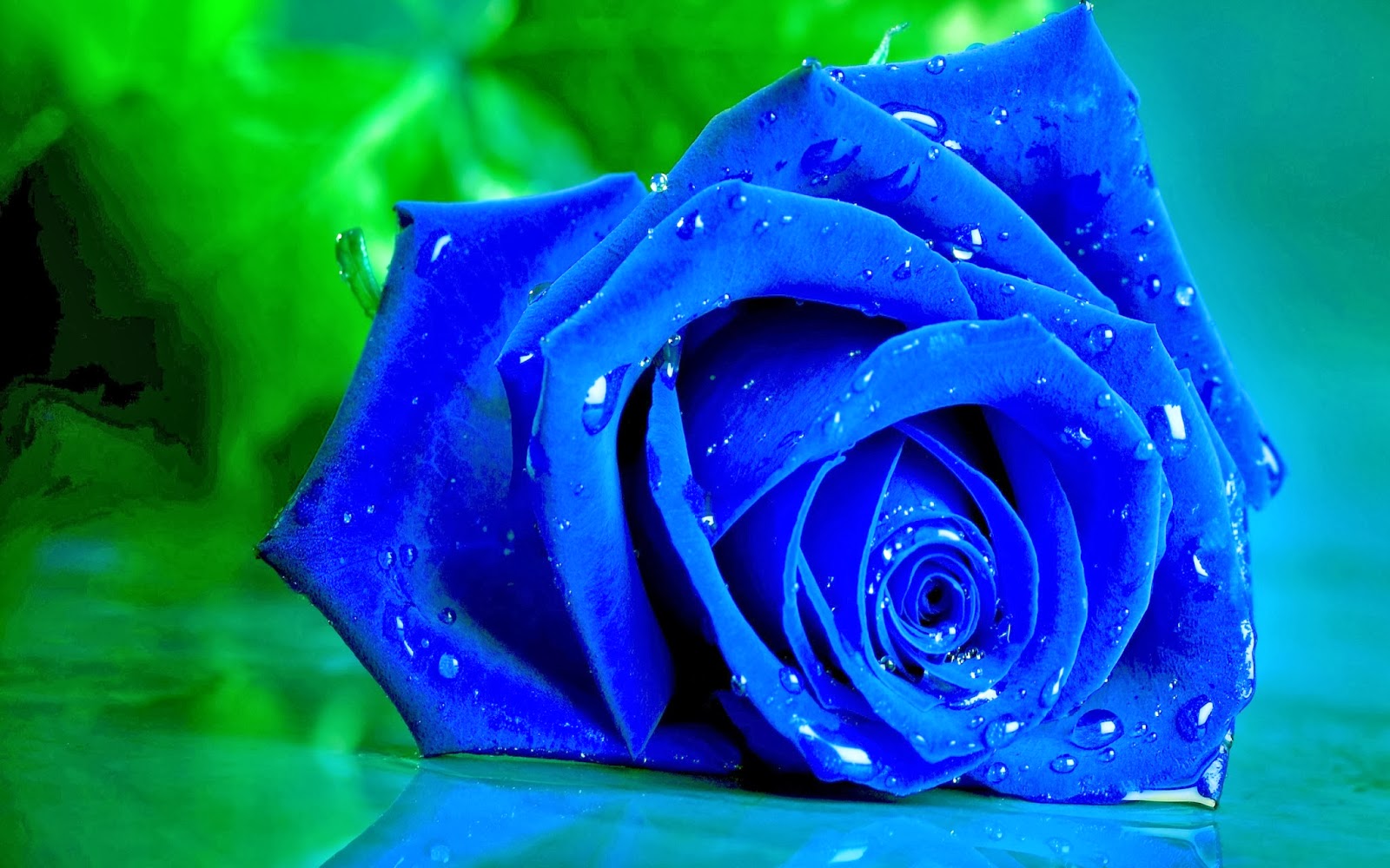 Blue Rose Wallpaper Background Beautiful Desktop