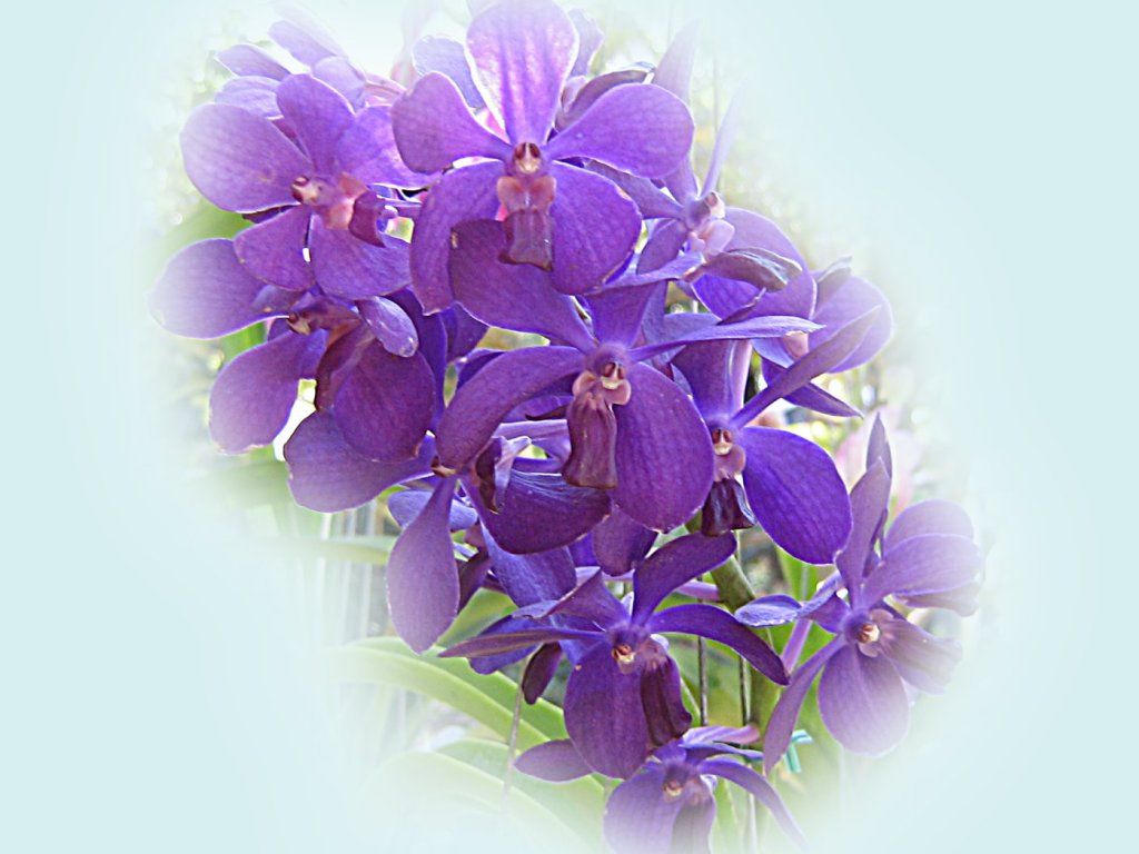 Exotic Blue Orchid Wallpaper