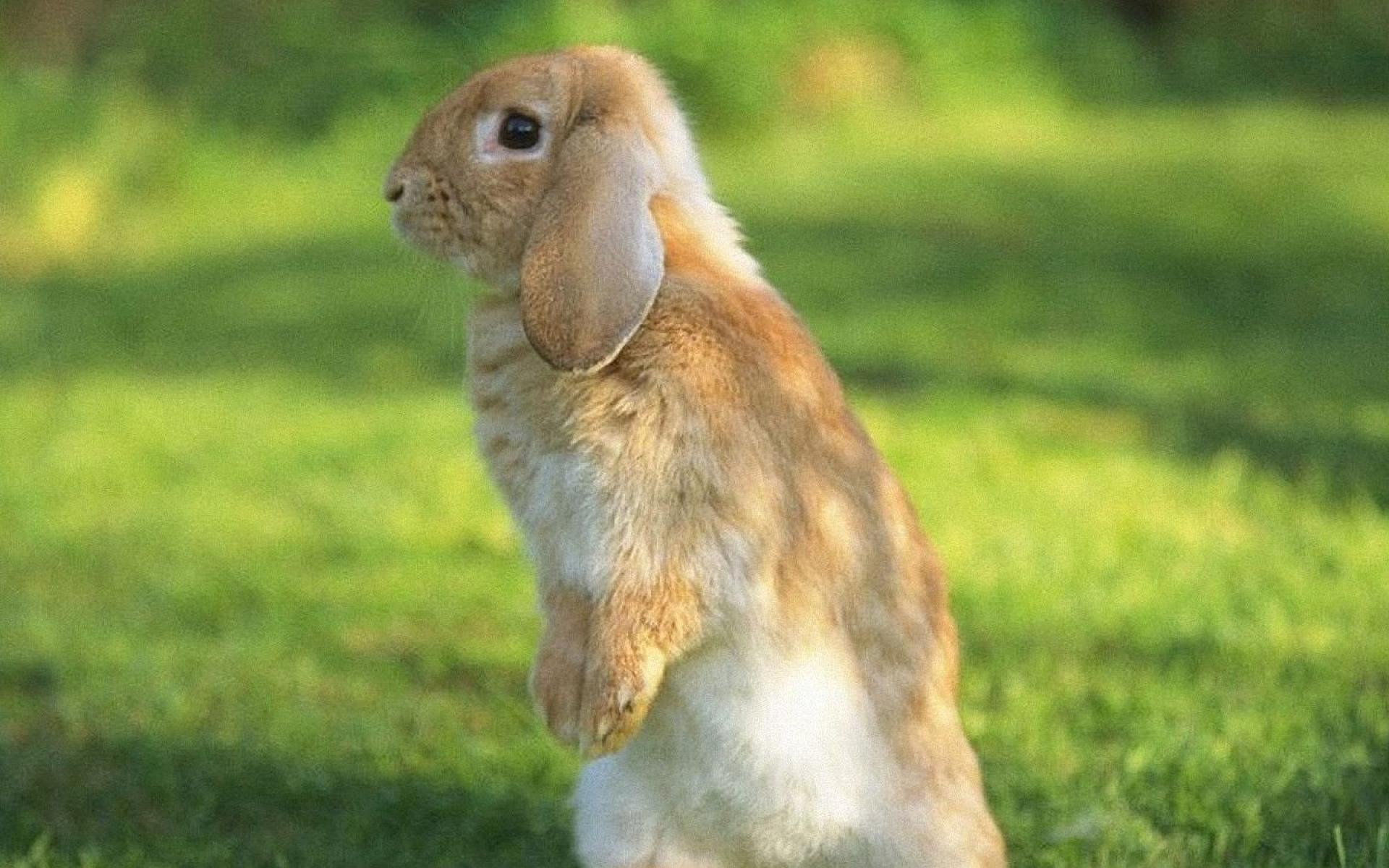 Rabbit Wallpaper HD Pictures One Background