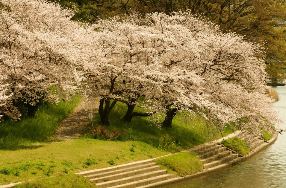 Awesome Spring Wallpaper Widescreen