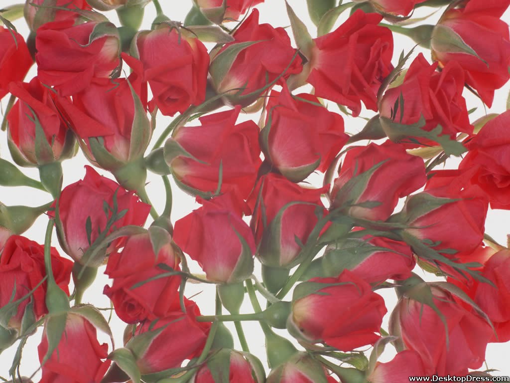 Desktop Wallpaper Flowers Background Red Roses
