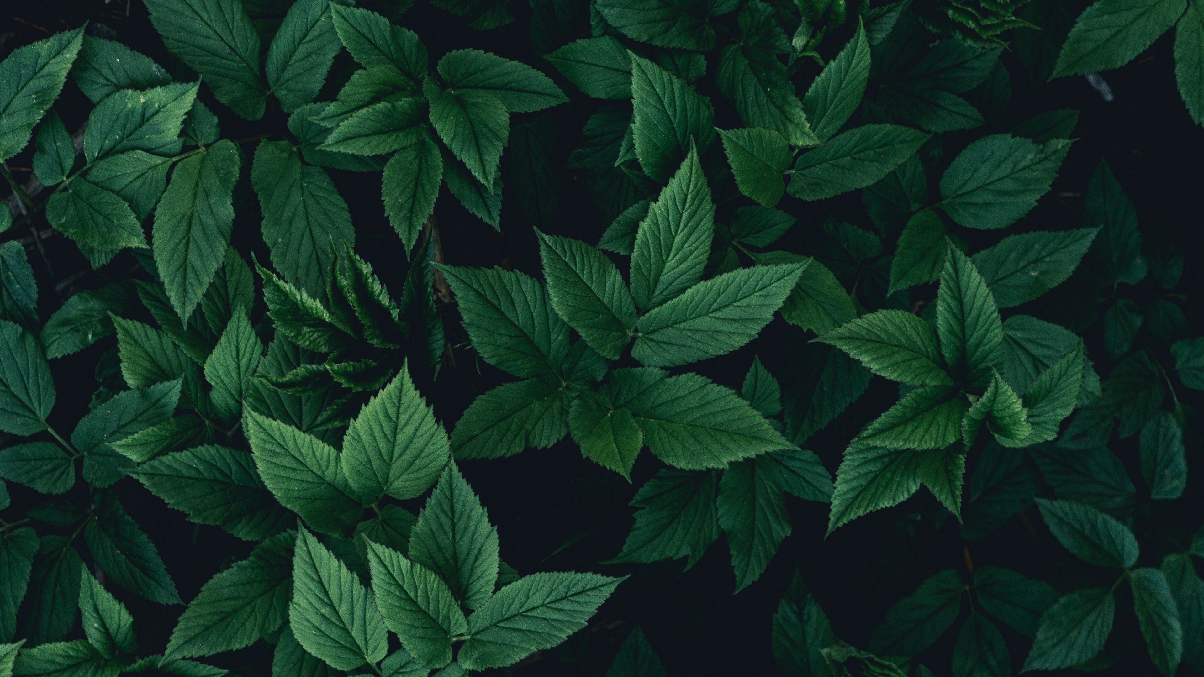 Wallpaper Leaves Bushes Green Dark 4k UHD