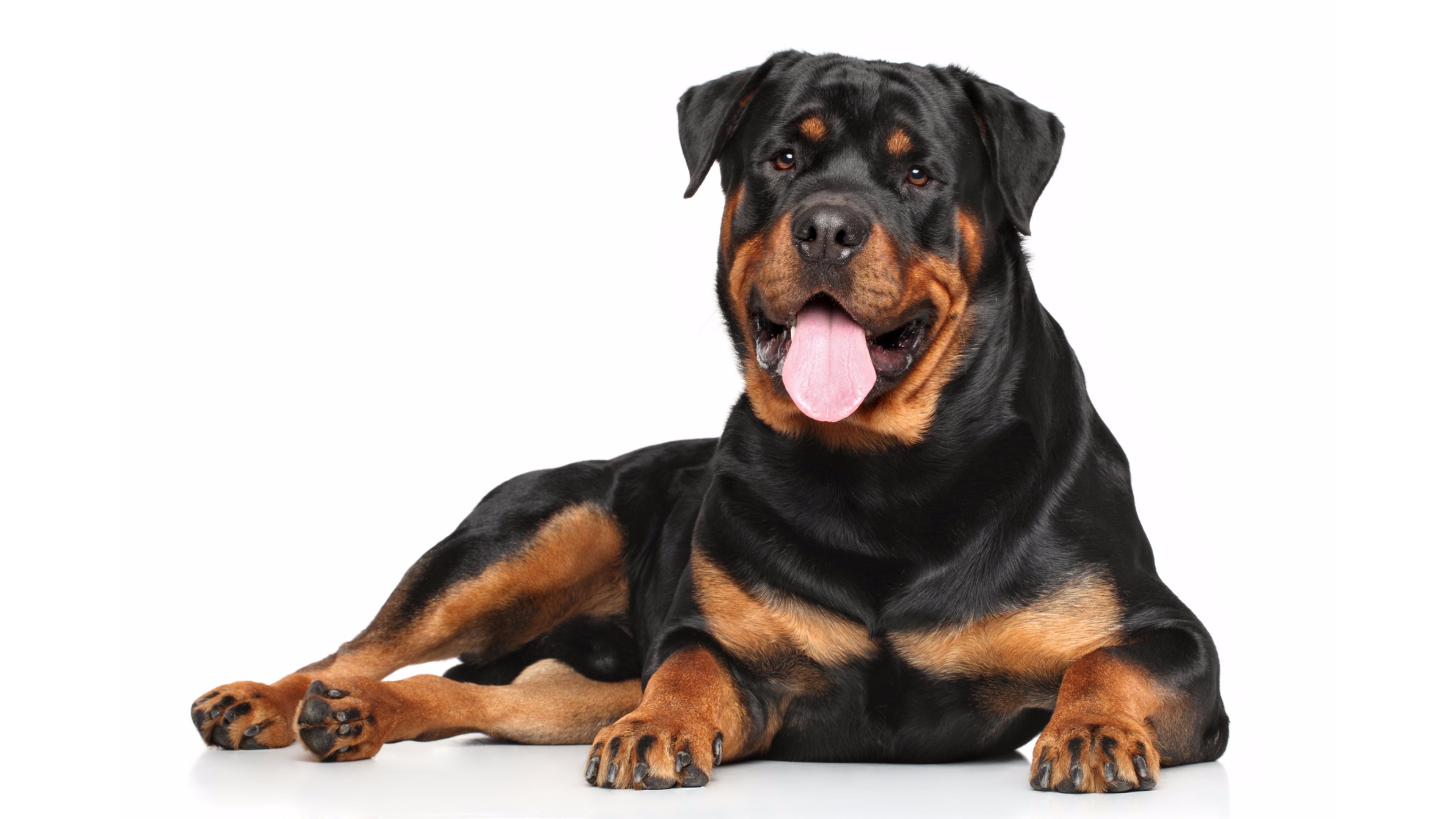 Big Rottweilers Wallpapers