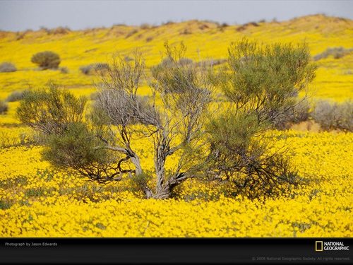 Life In Color Yellow National Geographic Wallpaper