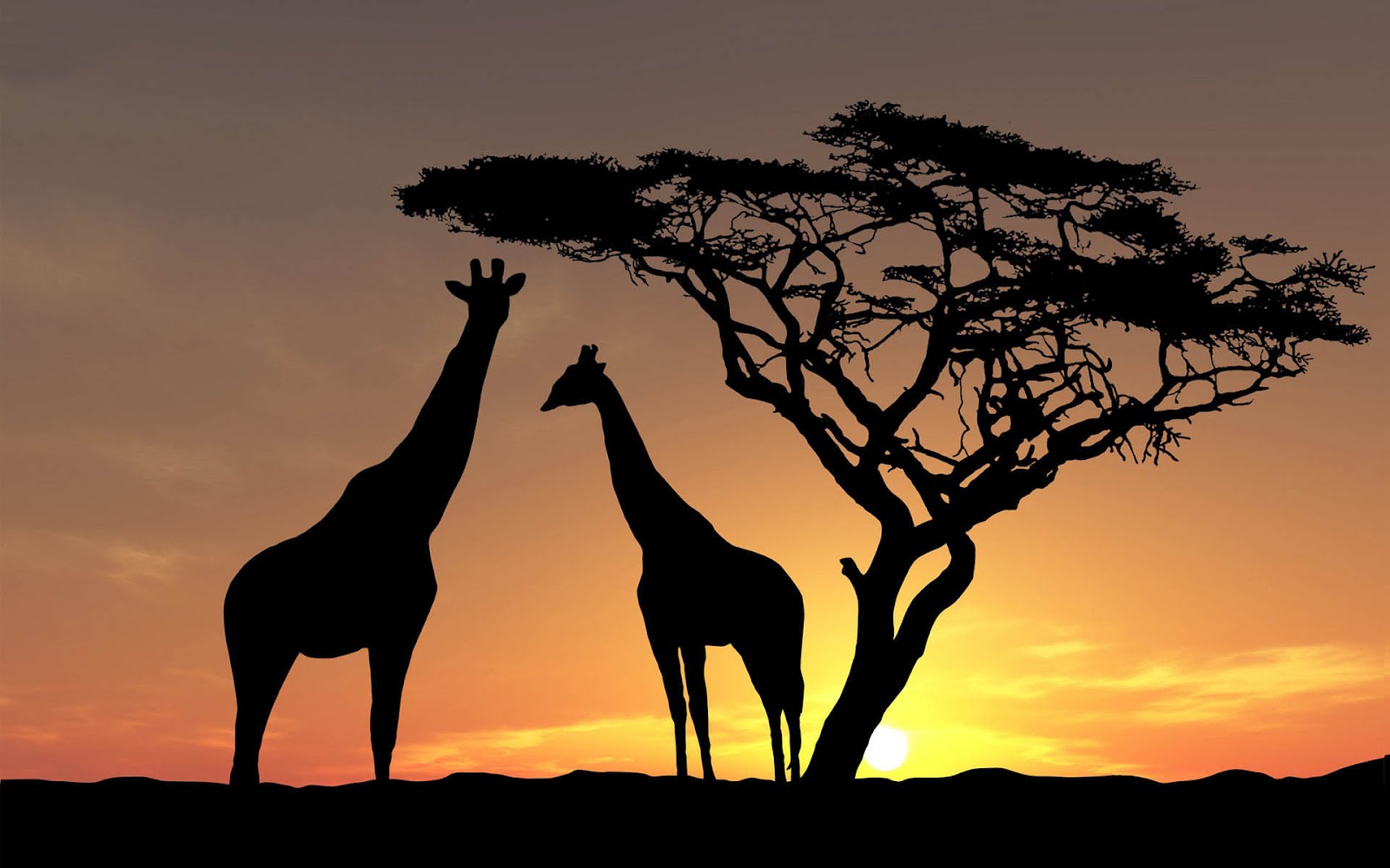 HD Giraffes Wallpaper With At Sundown Background
