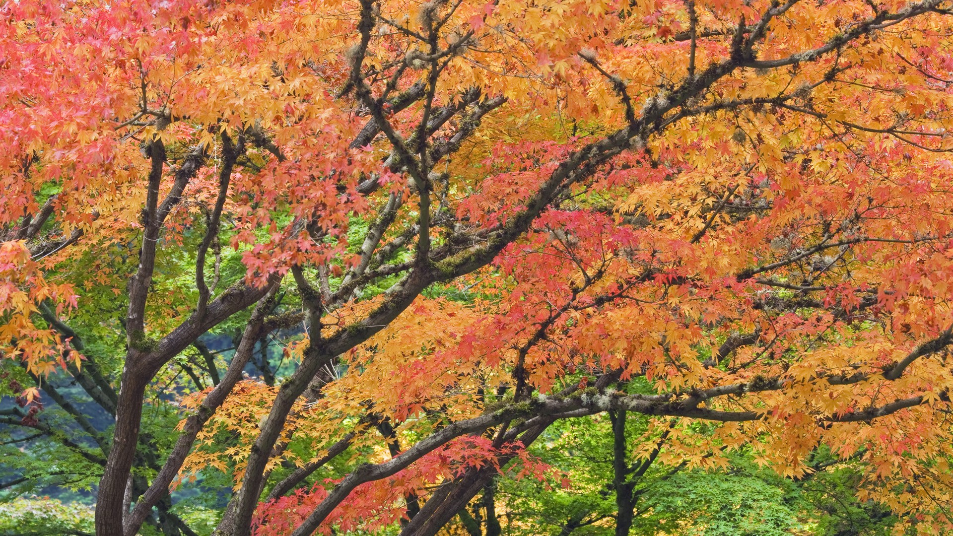 Autumn garden Japanese Oregon Portland foliage wallpaper 1920x1080