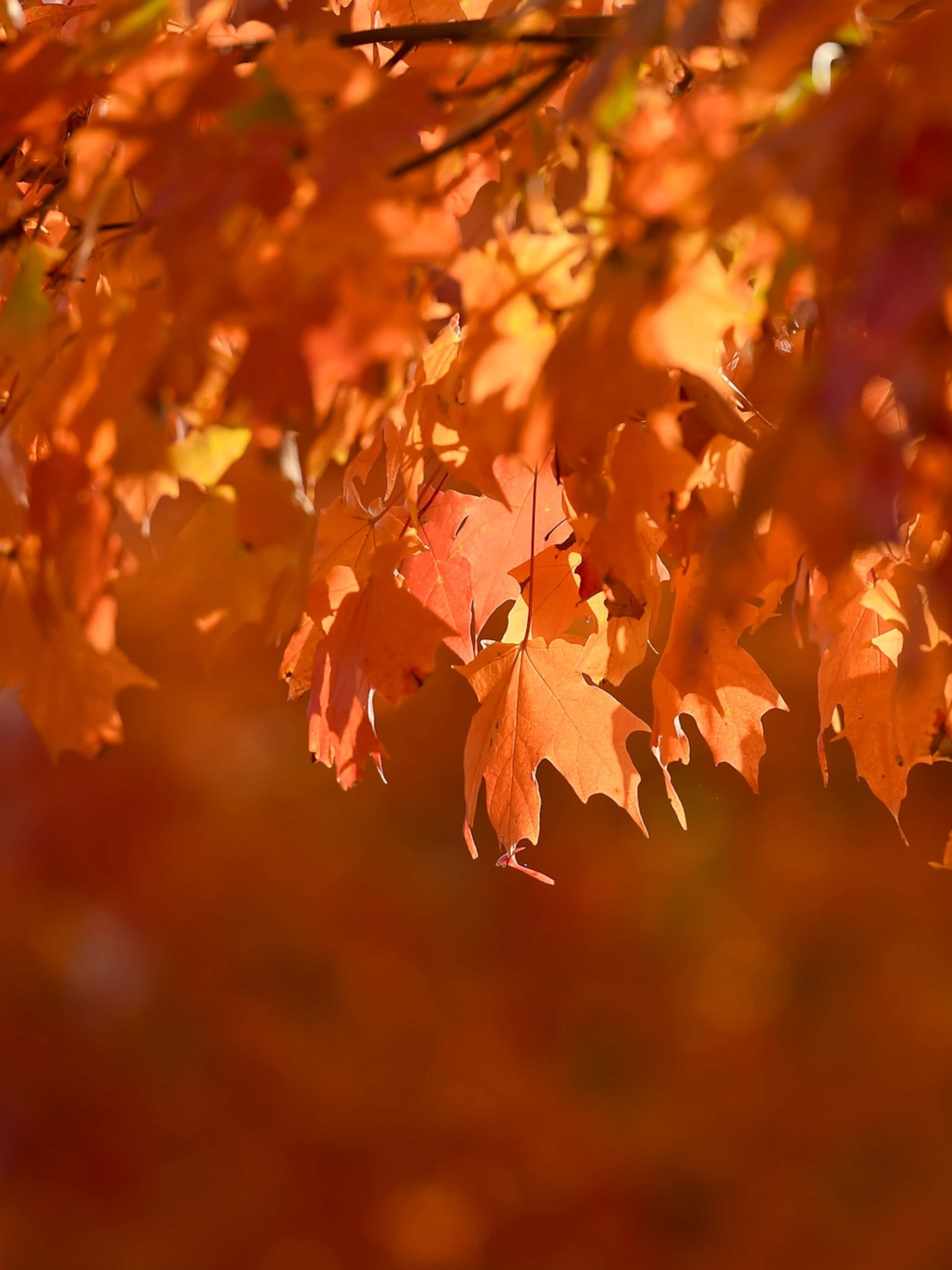 Experience The Beauty Of Autumn Foliage Wallpaper