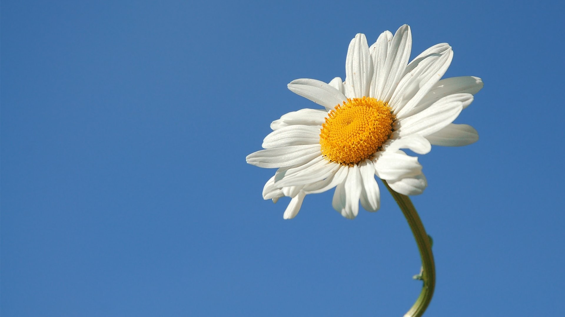 Daisy Flower Wallpaper