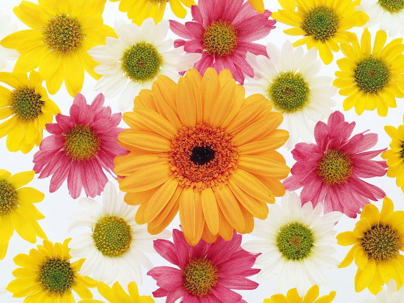 Flower Background Wallpaper Desktop