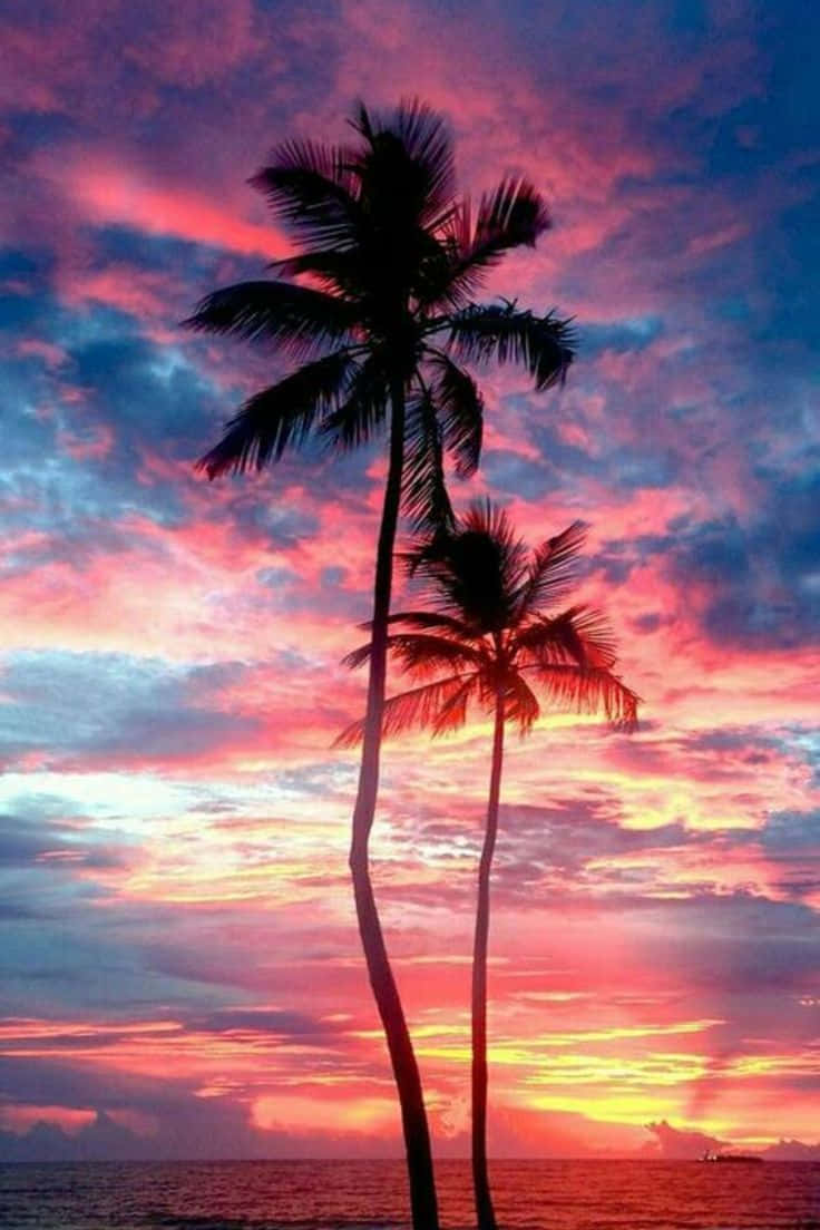 Enjoy The Sunshine Of California Summer Wallpaper