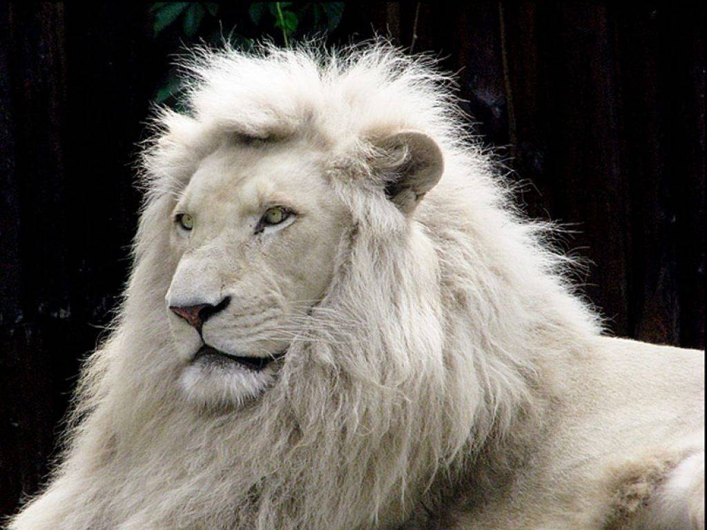 Free download White Lion Animal Lovers Wallpaper [1024x768] for your