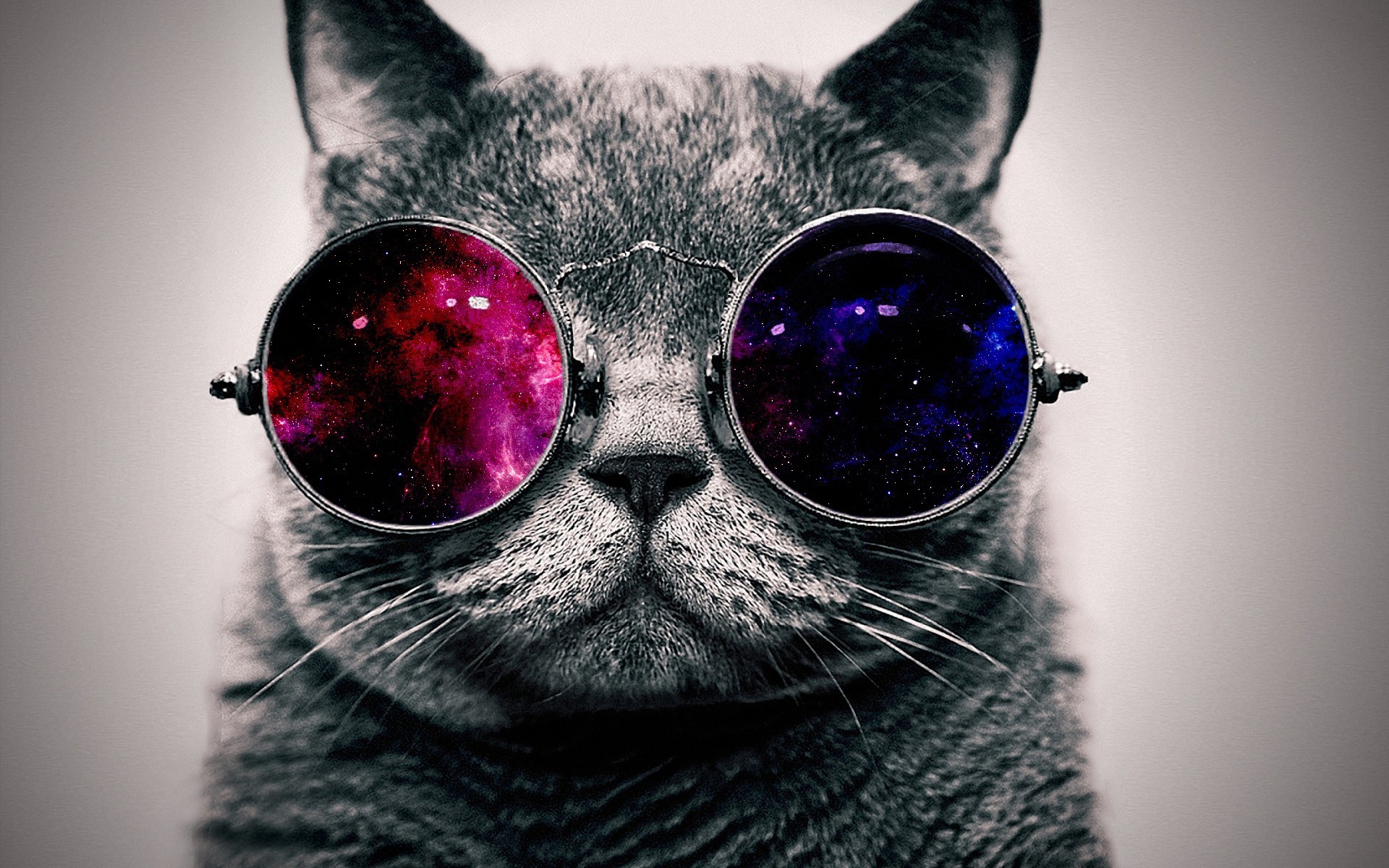 Cat With Cosmos Glasses Animal HD Wallpaper