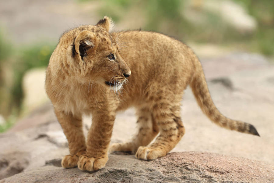 Baby Lion Wallpaper
