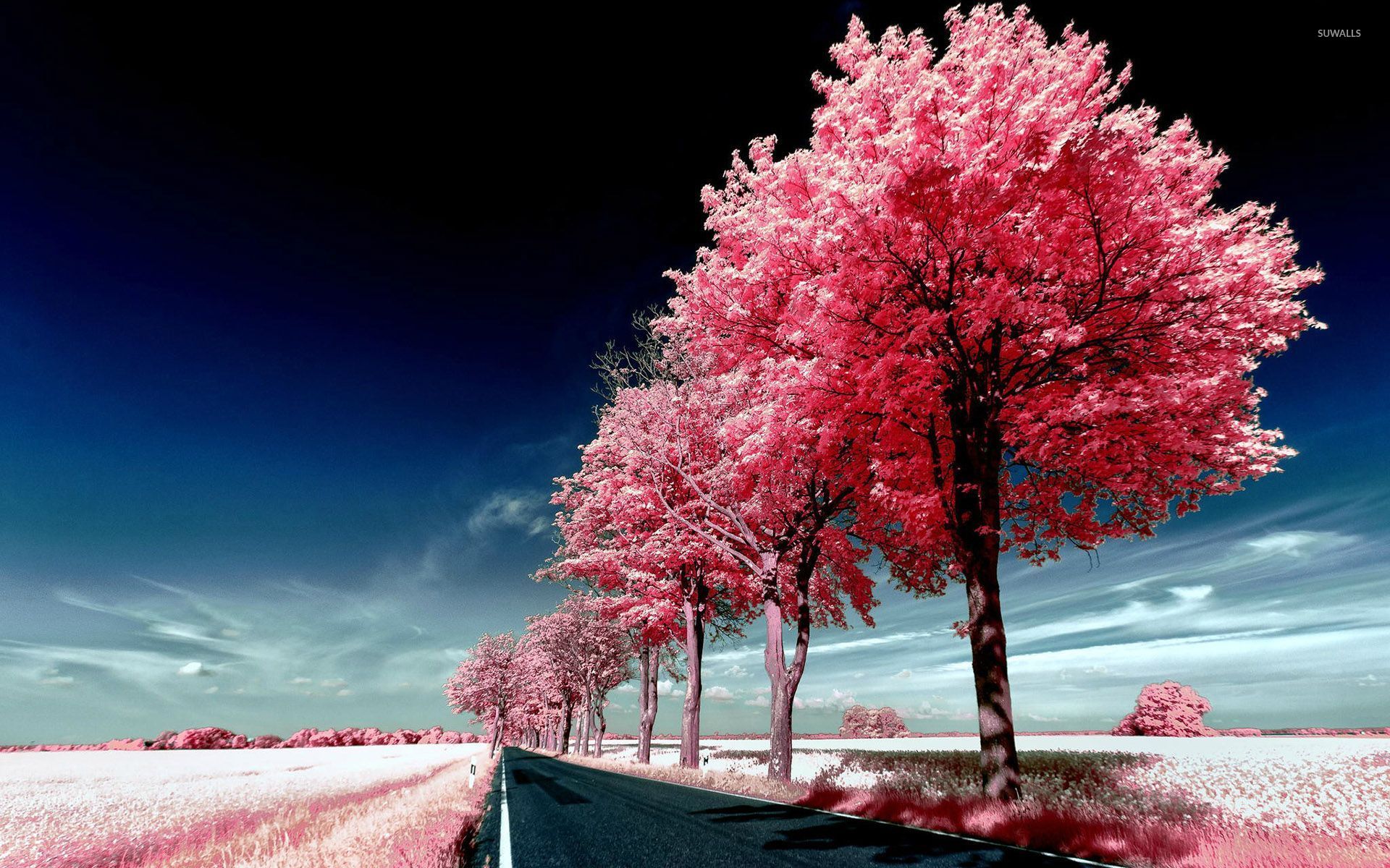 Roadside Pink Trees Wallpaper Nature