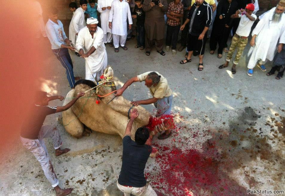 Eid Ul Adha Animals Pictures Videos Of Dailymotion Pak Status