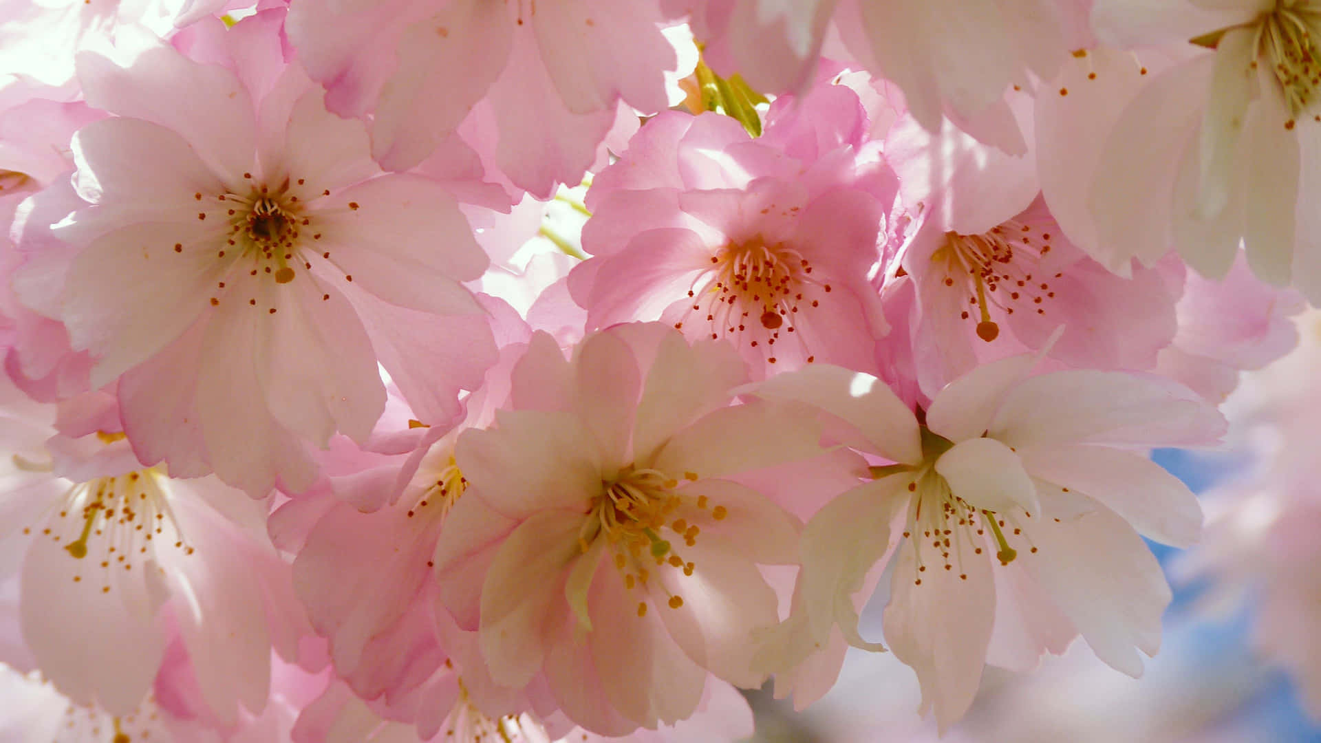 Japanese Pink Wallpaper