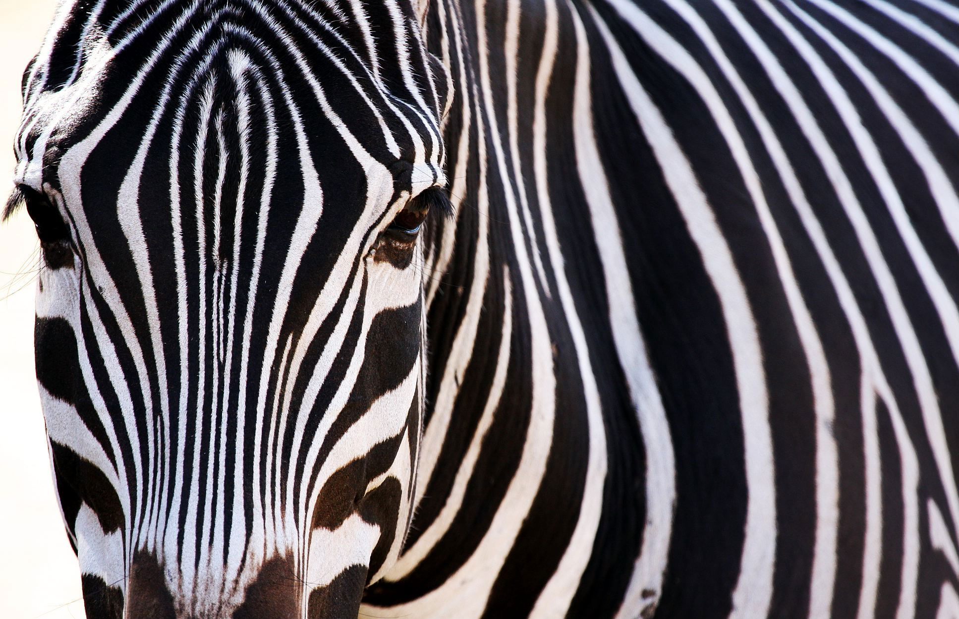 Zebra Puter Wallpaper Desktop Background