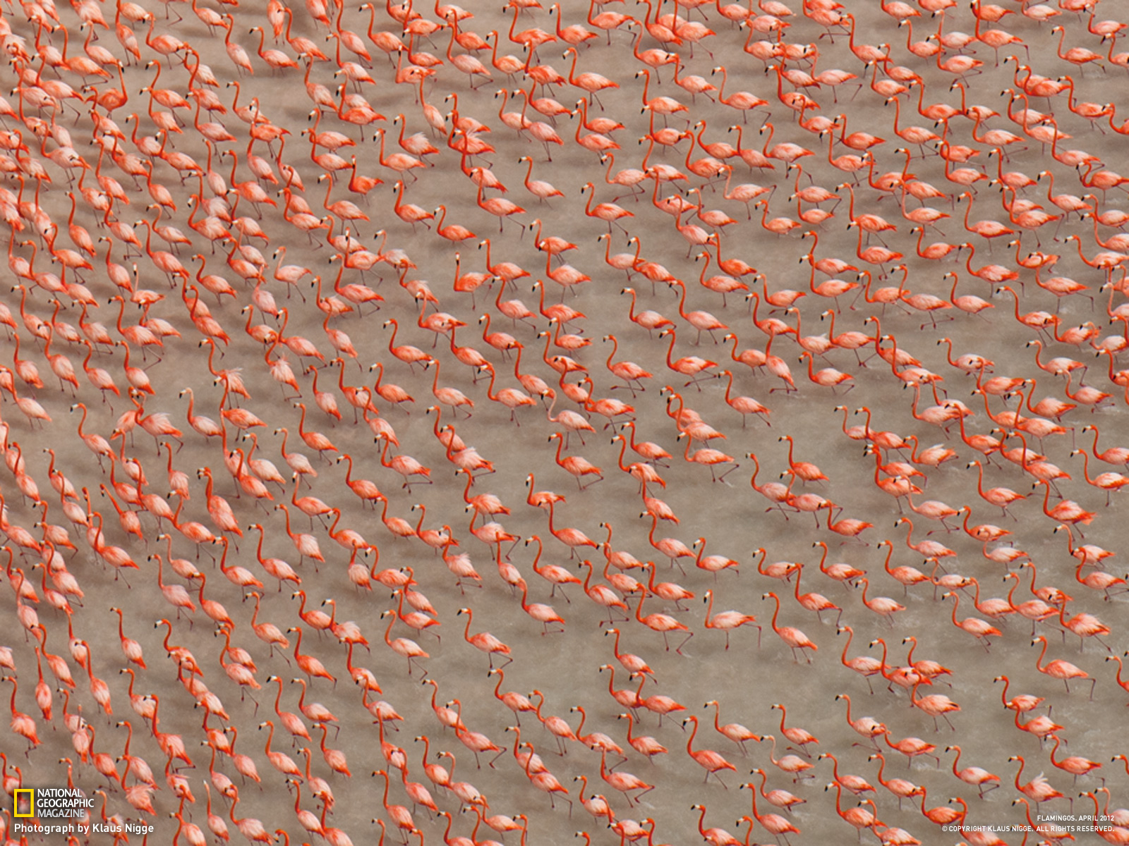 Flamingos gather to perform a courtship display on Mexicos Yucatn