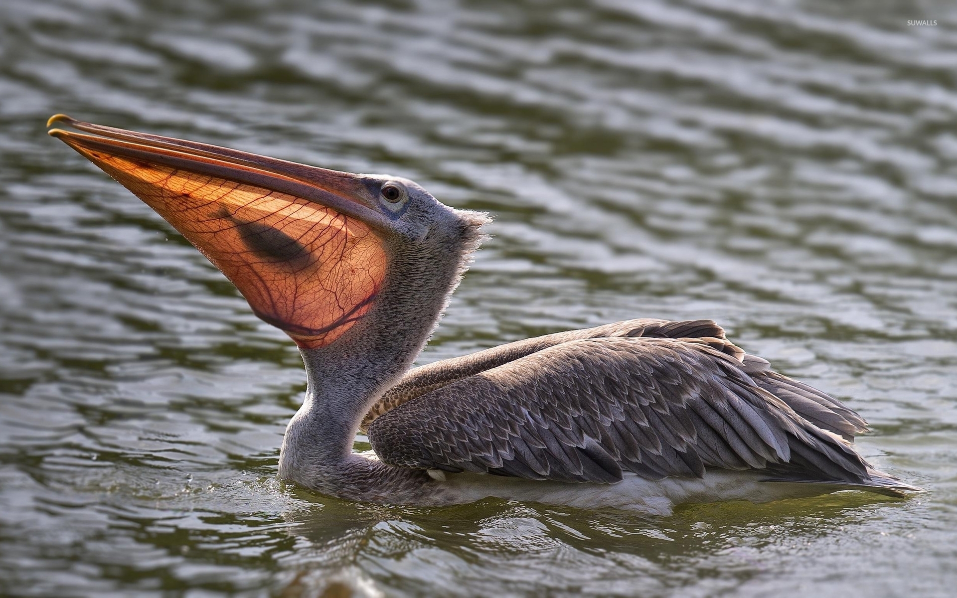 Pelican Wallpaper Animal