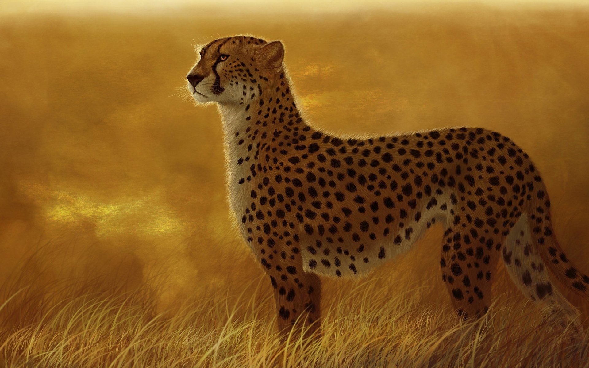 Cheetah Wallpapers for PC Desktop Full HD Pictures
