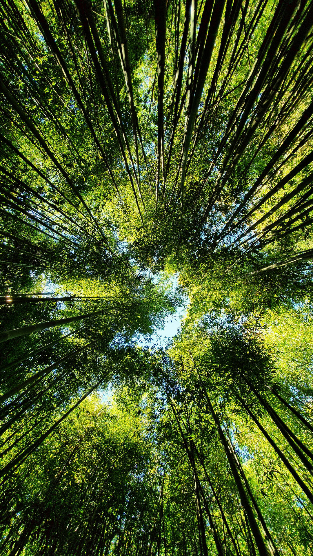 Forest iPhone Wallpaper