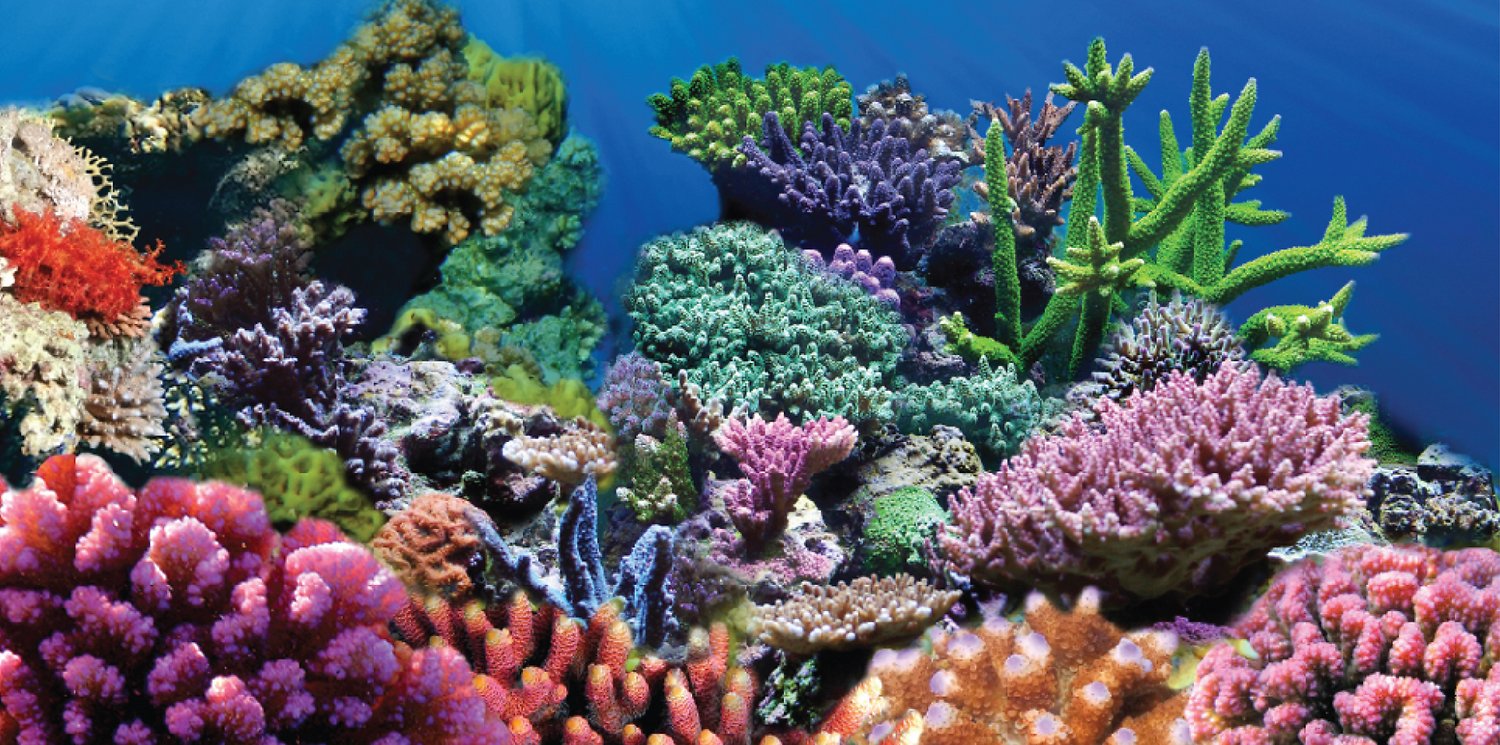 Sporn Static Cling Coral Aquarium Background Medium Chewy