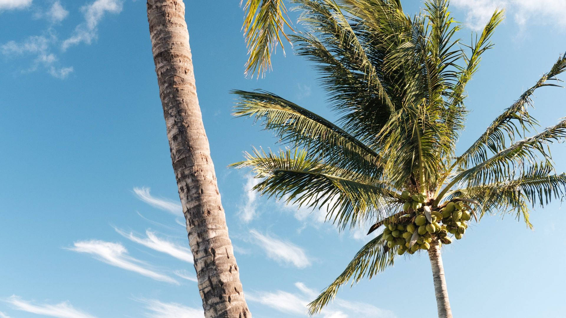Coconut Tree Wallpaper