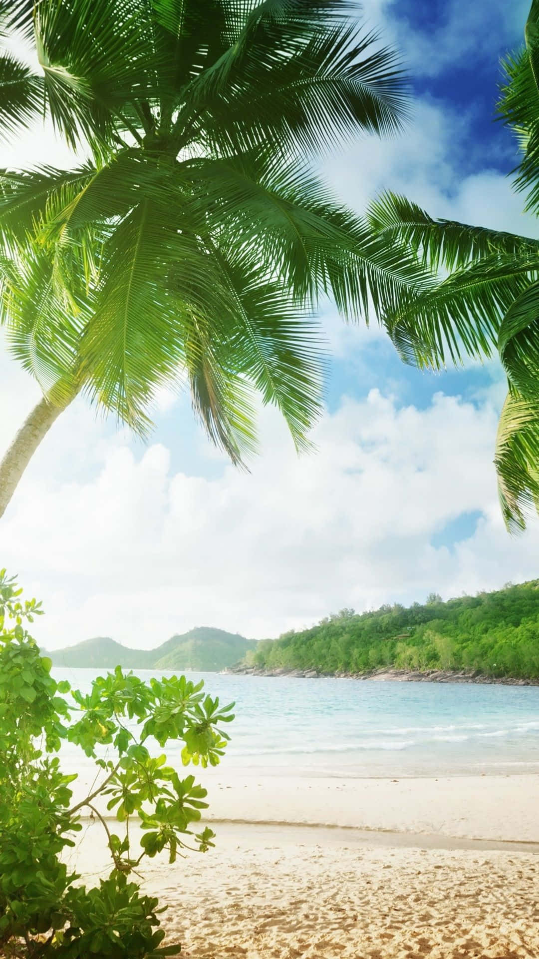 Palm Tree Beach Wallpaper