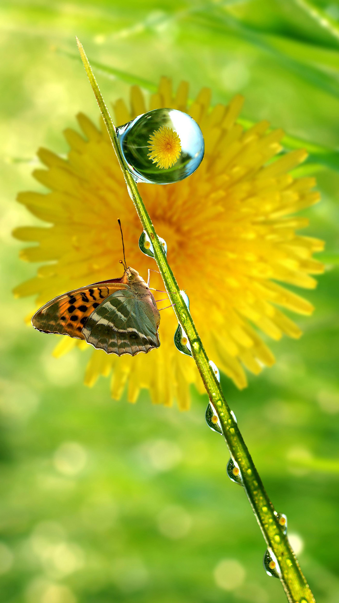 Beautiful Butterfly iPhone Wallpaper HD