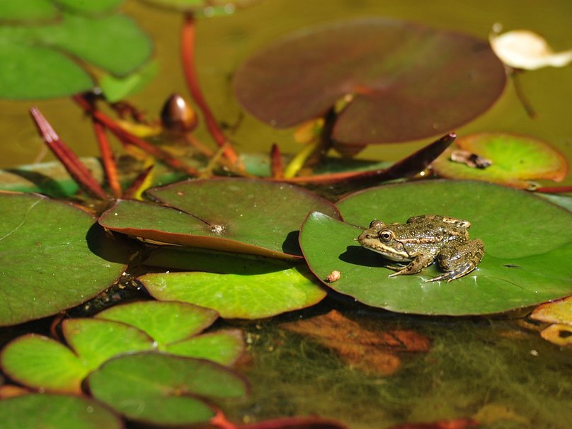Frog On Lily Pad Wallpaper