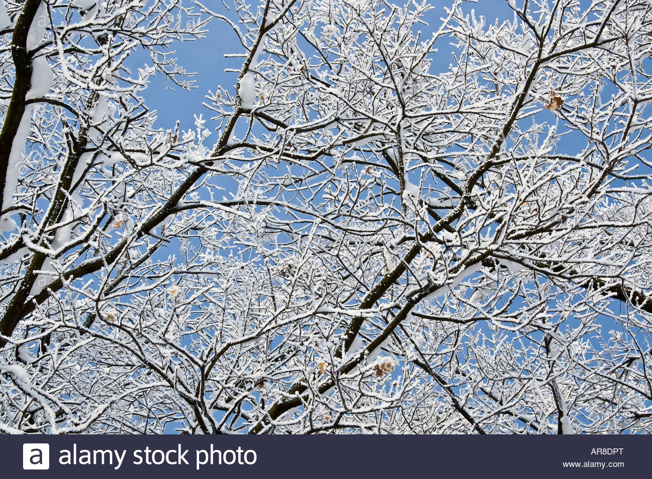 Winter Scene Background Of Snow Covered Branches Stock Photo