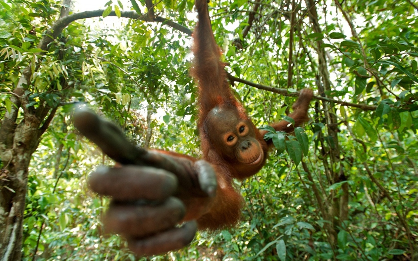 Wallpaper Orangutan Branch Monkey Finger Primacy Forest Desktop