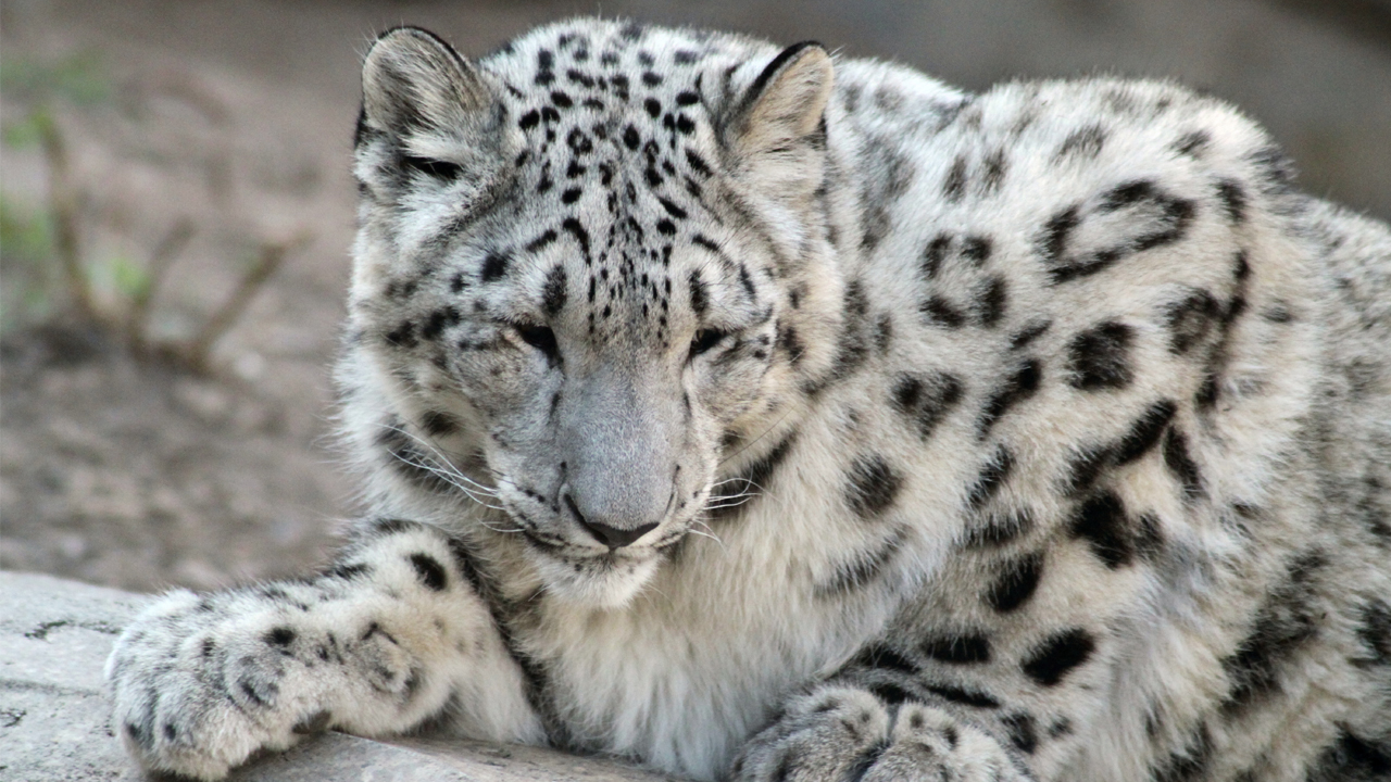 Snow Leopard HD Wallpaper Pic Photosjunction