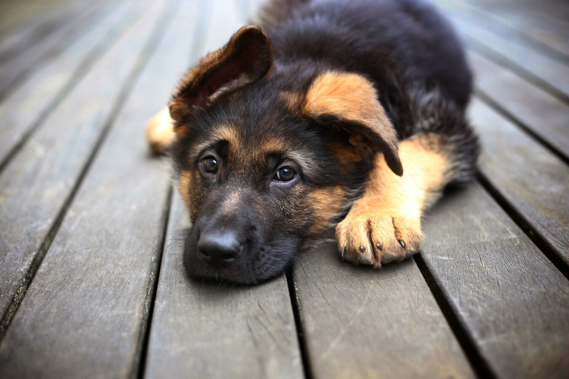 Cool Dogs Wallpaper