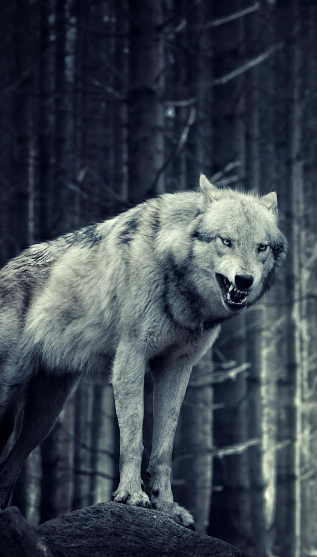 Wolf iPhone Wallpaper