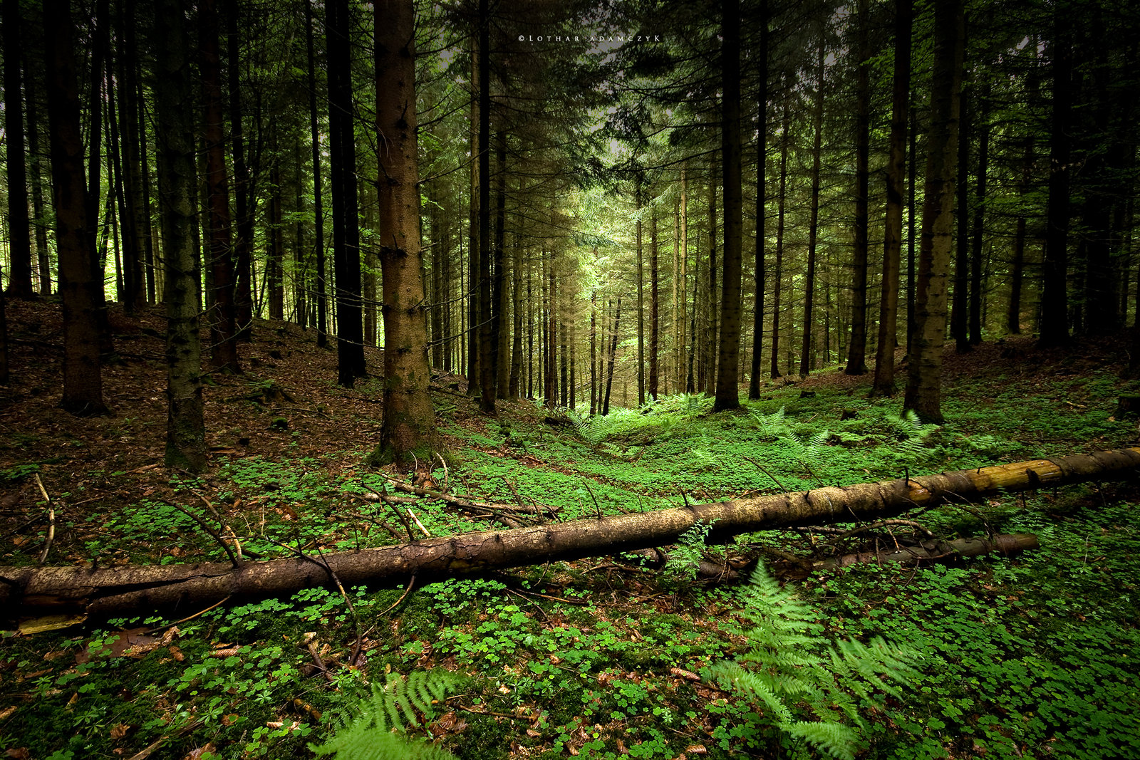 Forest Desktop Background - WallpaperSafari