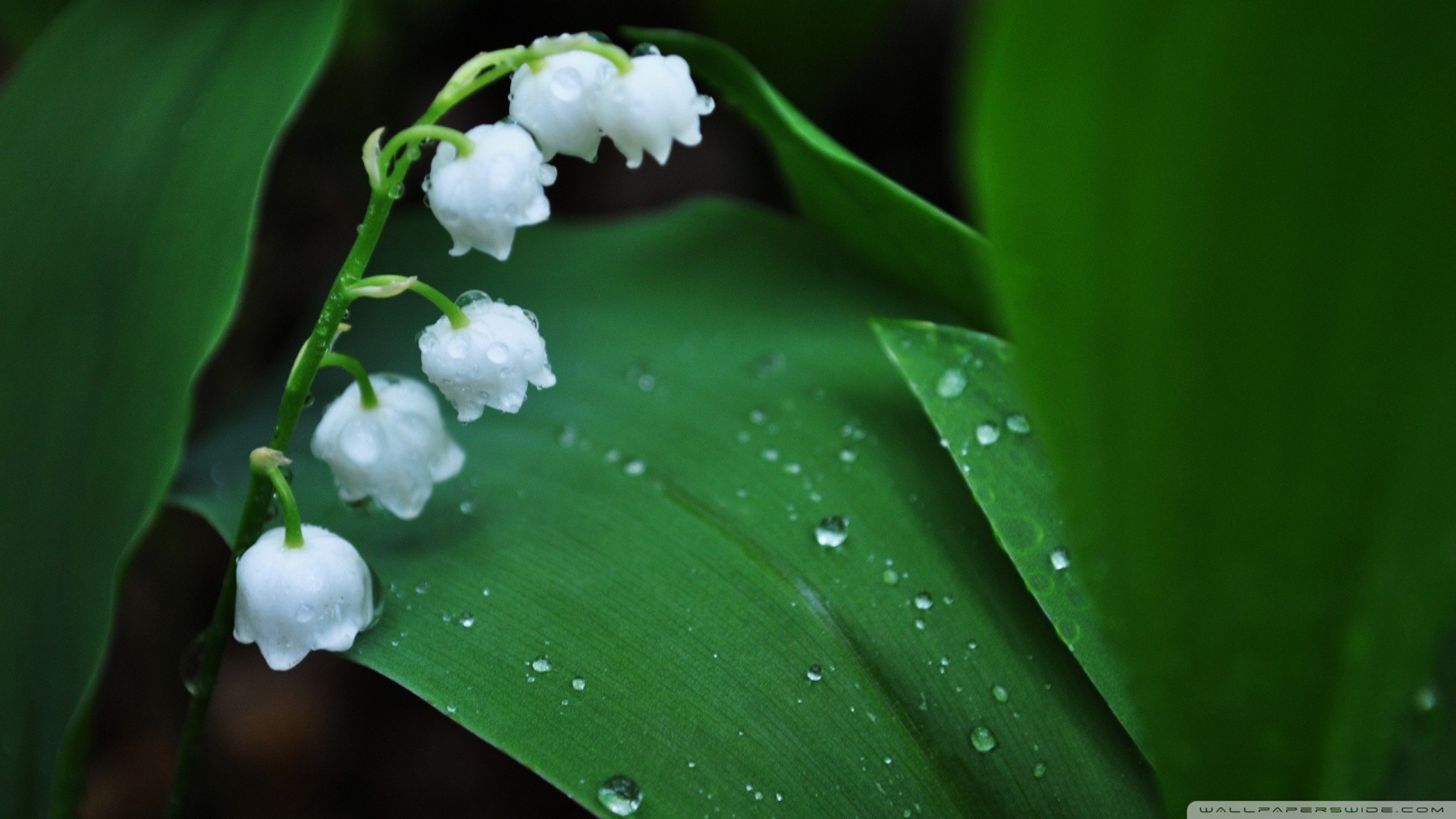 Lily Of The Valley Desktop Wallpaper
