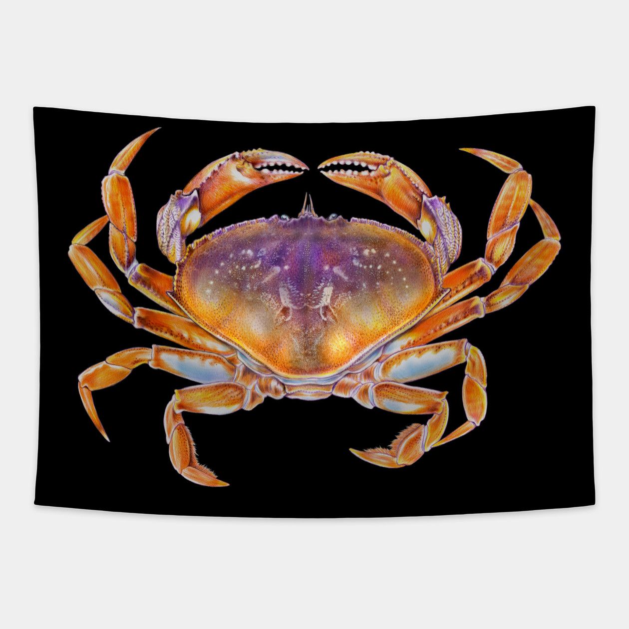 Dungeness Crab By Tim Wallpaper
