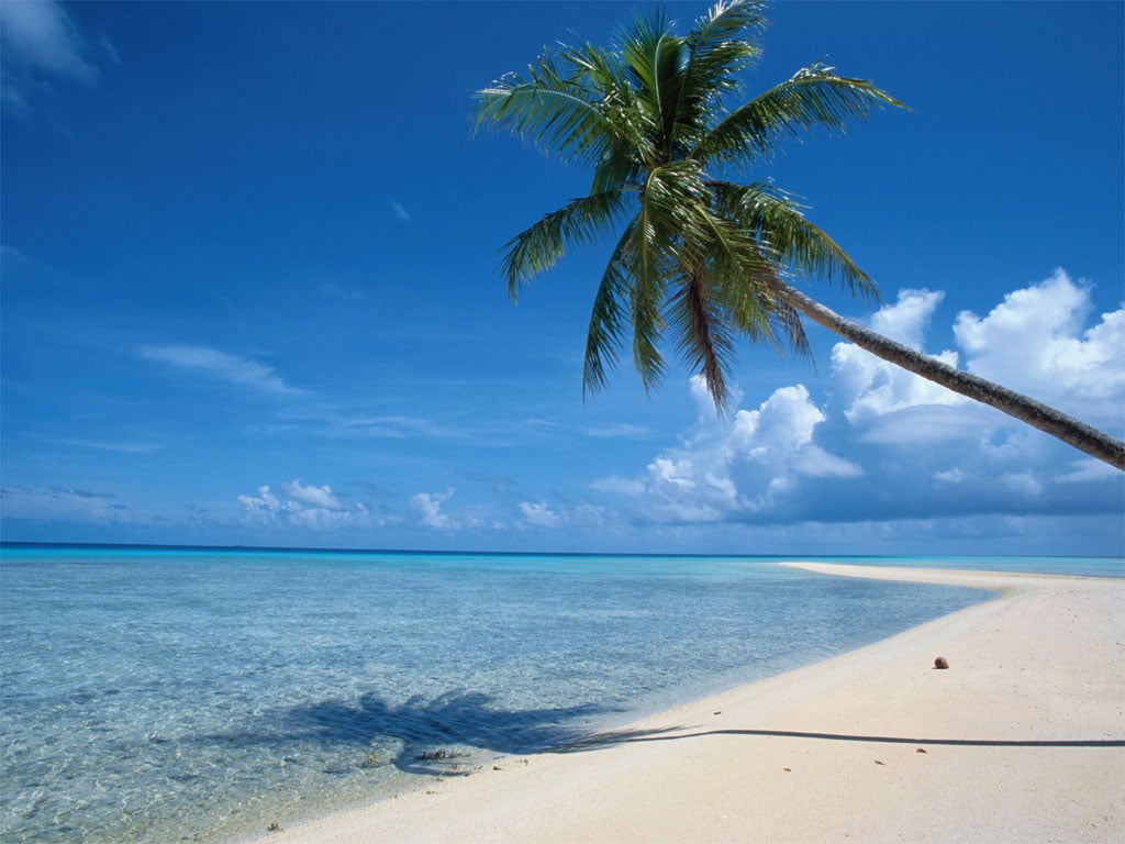 Palm Tree Wallpaper 9520 Hd Wallpapers in Beach   Imagescicom
