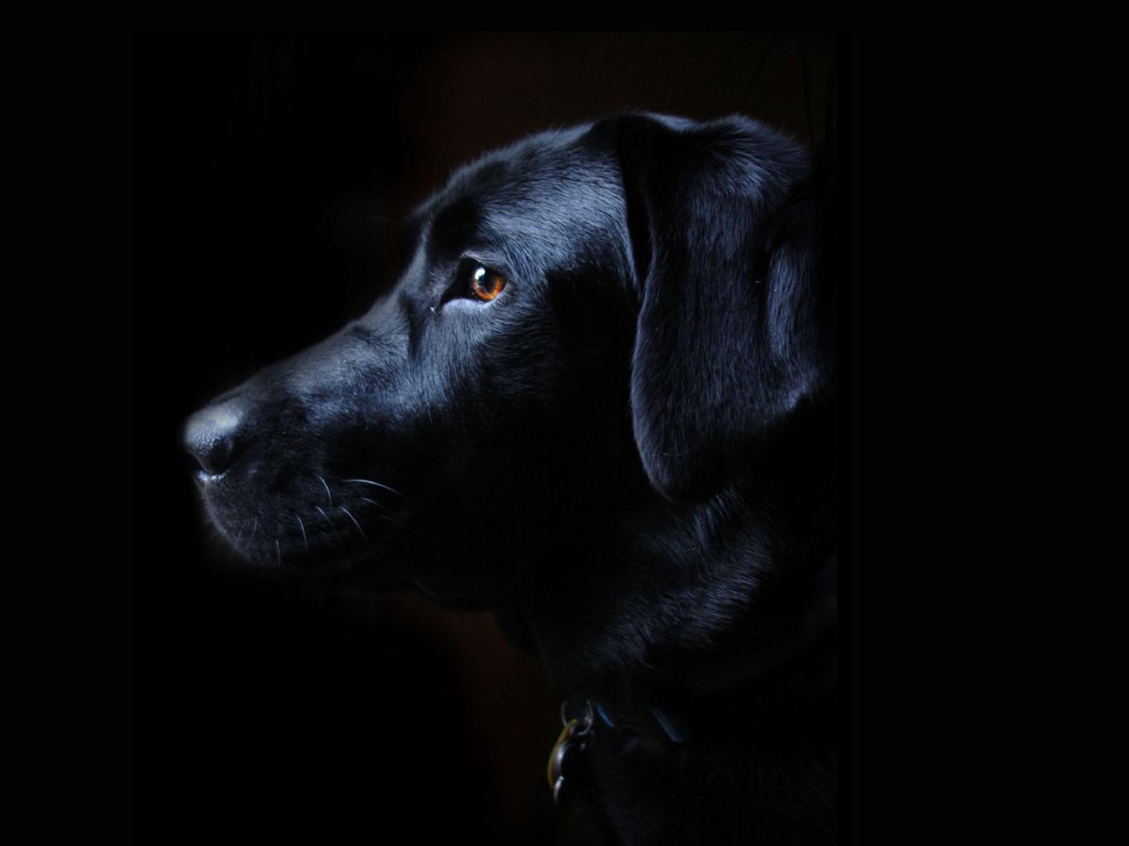 Pics Photos Black Labrador Retriever Desktop Wallpaper