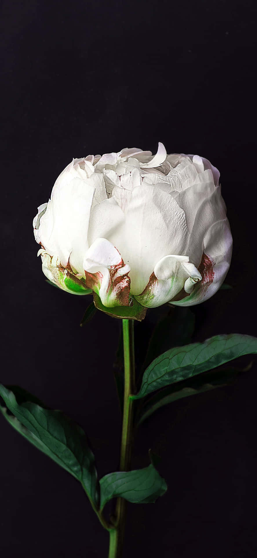White Flower iPhone Wallpaper