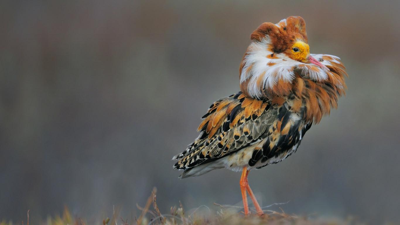 Bing Images   Philomachus Pugnax   Male ruff in breeding plumage