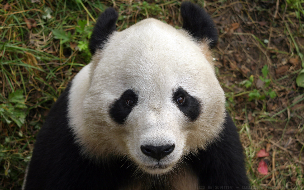 Giant Panda Wallpaper Right Click on the image and select Set as