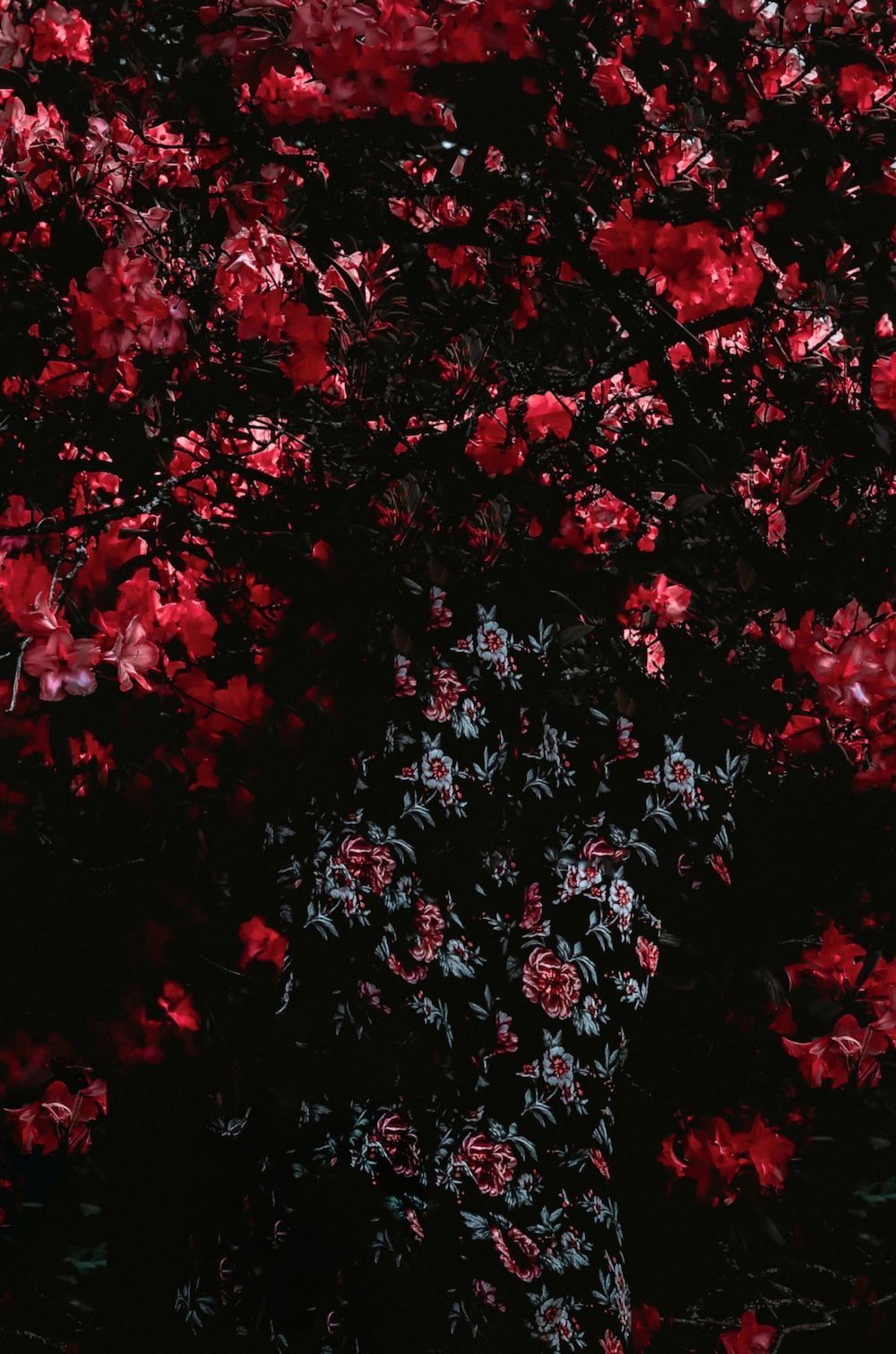 Vampire Aesthetic Wallpaper