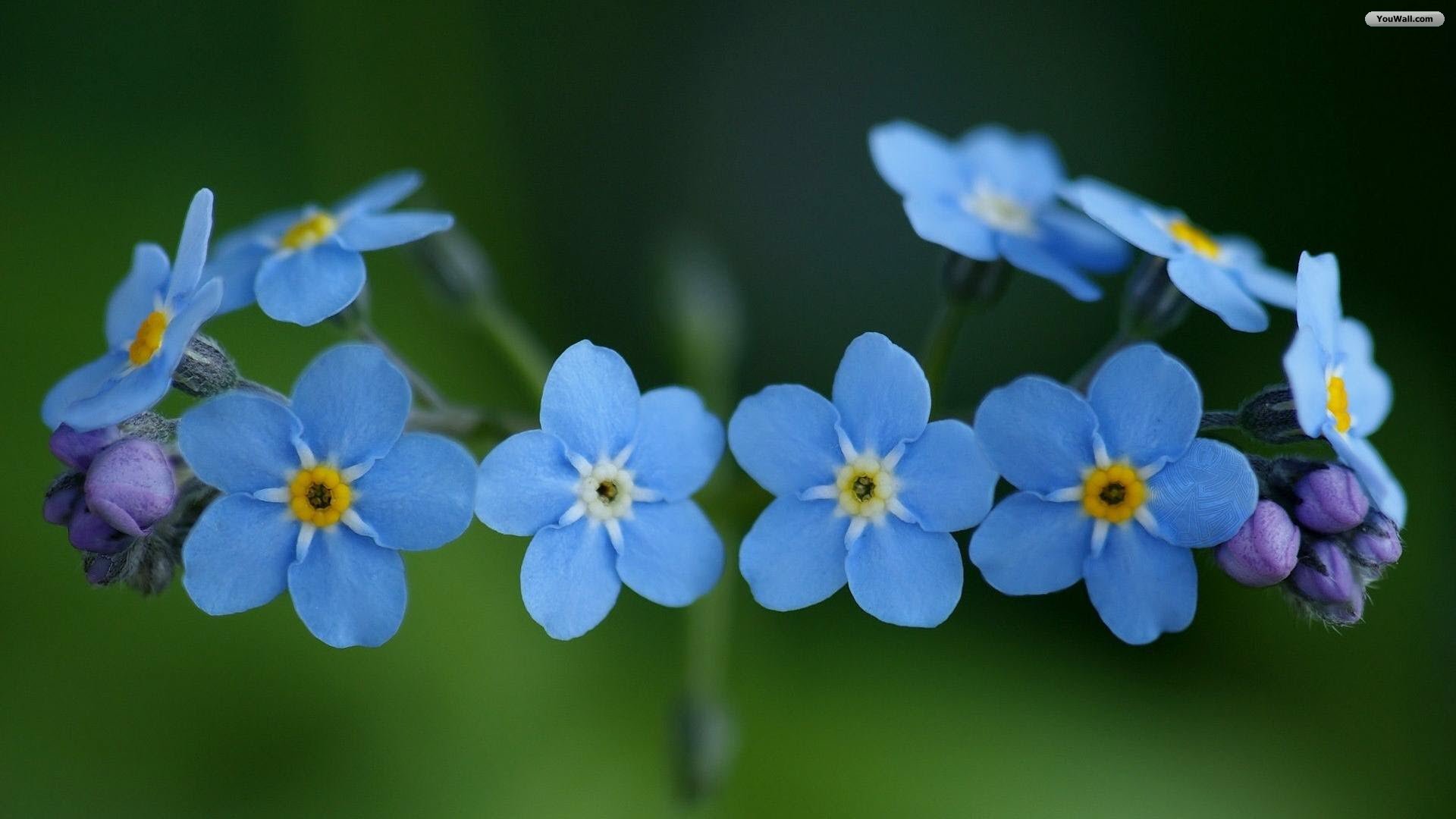 Youwall Blue Flowers Wallpaper