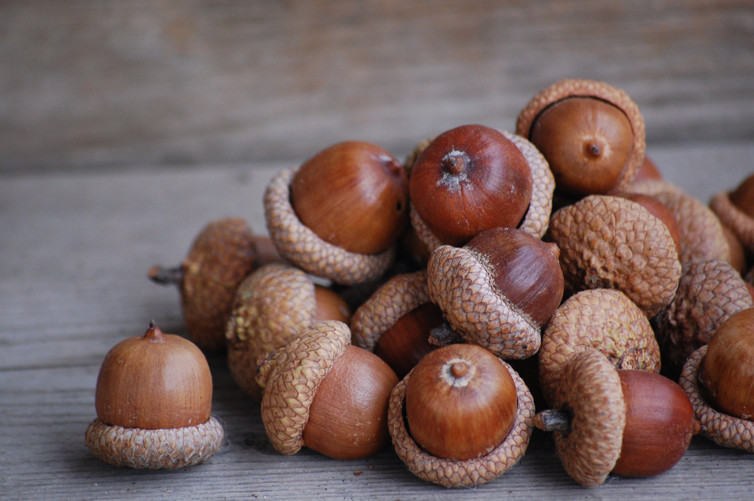 Acorn Nut Wallpaper