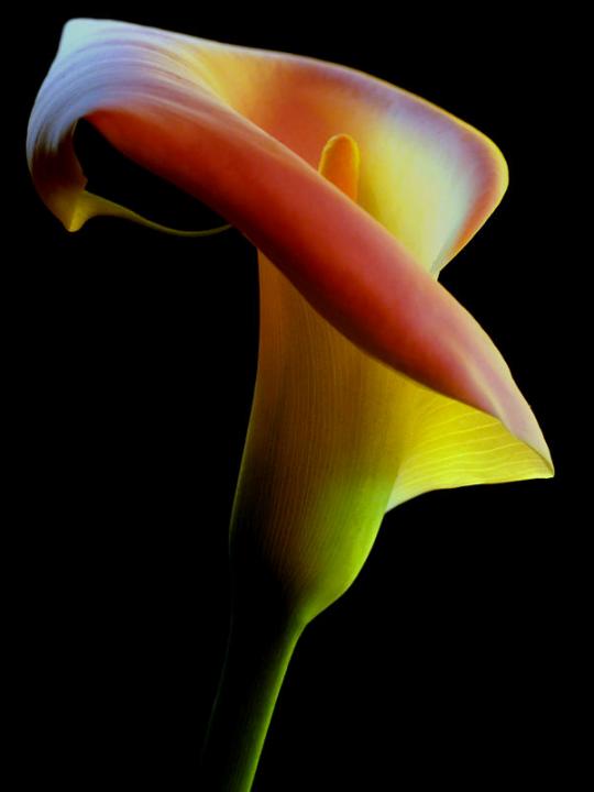 Calla Lily Flowers Picture And Wallpaper For Mobile