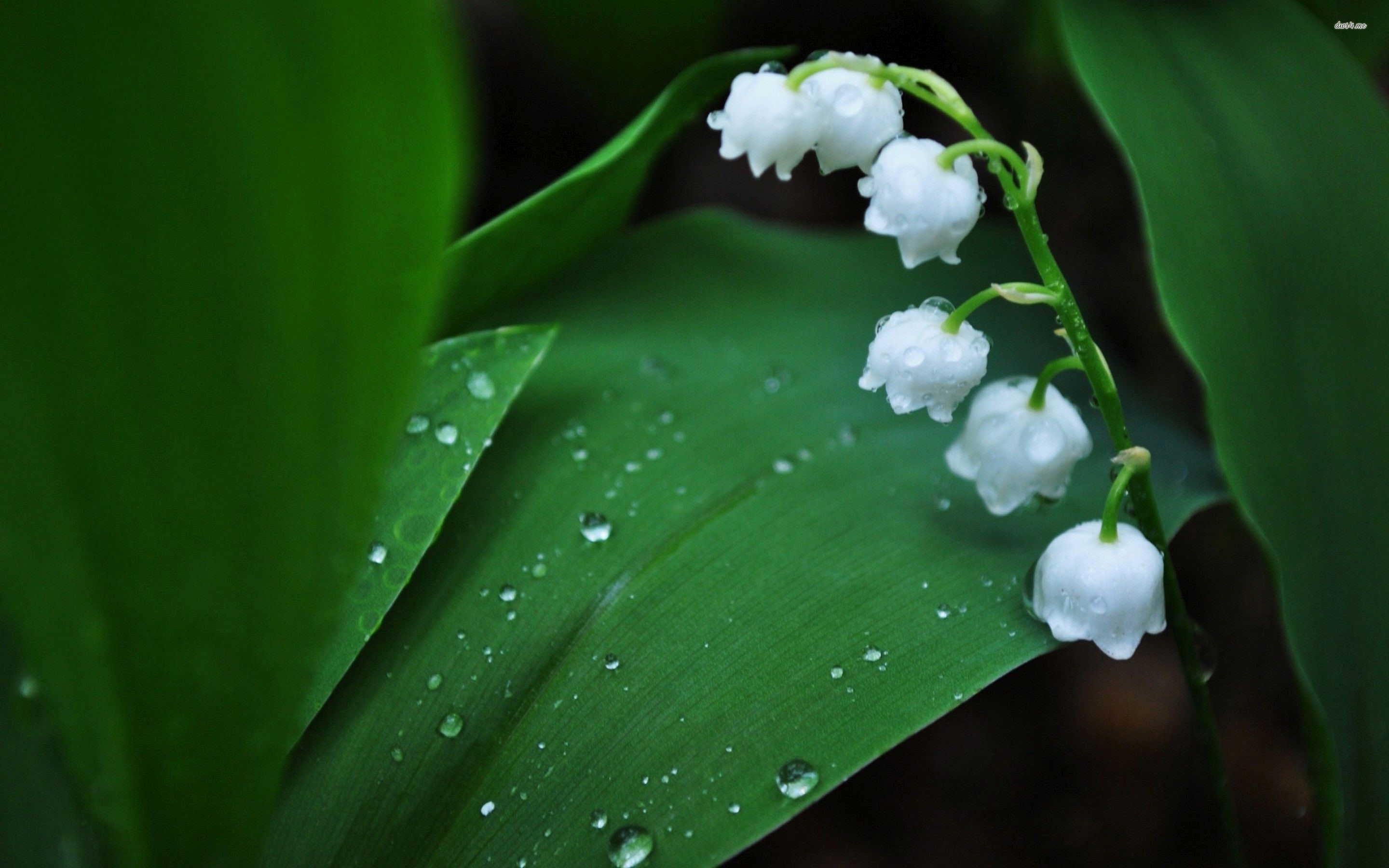 Lily Of The Valley Desktop Wallpaper On