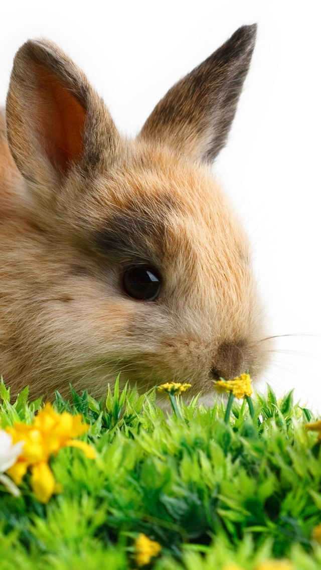 Home Easter Bunny HD Wallpaper Lovely Bunnies